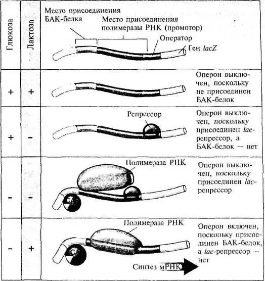 Рис 44 Действие lacоперона на молекулярном уровне из кн Raven P H - фото 40
