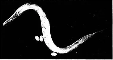 Рис 45 С elegans Он попросил его не убирать несколько перезрелых - фото 42