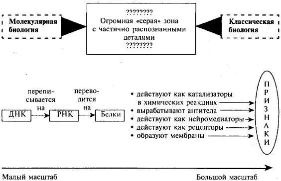 Рис 46 Общая картина биологии Переход от большого масштаба к малому - фото 44