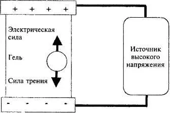 Рис 47 Установка для электрофореза Для выделения частиц в геле Тиселиус - фото 45