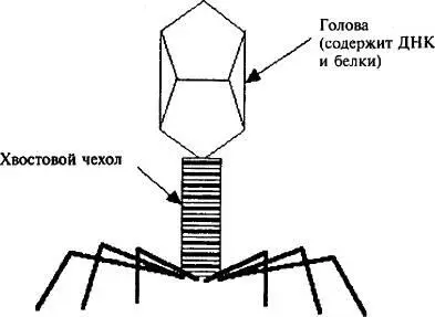 Рис 48 Бактериофаг Хвостовые нити Они почти целиком состоят из белков и - фото 46