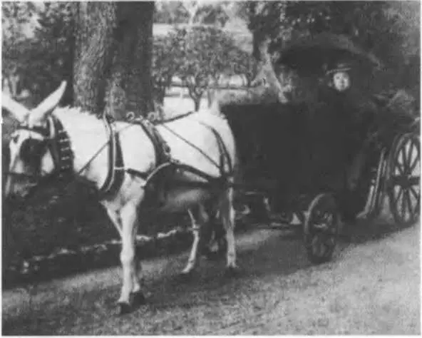 На прогулке в Ницце 1898 г Три Виктории королева и ее внучки дочери - фото 43