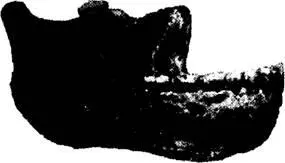 Рис 83 Нижняя челюсть обнаруженная в 1907 году в Мауэре близ Хейдельберга - фото 60