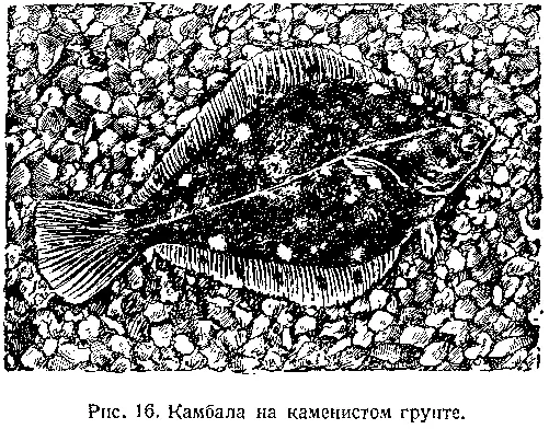 Среди веточек кораллов плавают пёстрые маленькие рыбки несколько напоминающие - фото 18