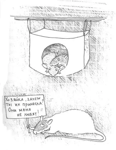 На следующий день все крысы стали ласковыепреласковые наперебой подлизываясь - фото 6