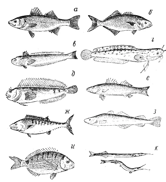 Рис 7 Скат морской кот Водится в Черном и Японском морях Ведет донный - фото 7