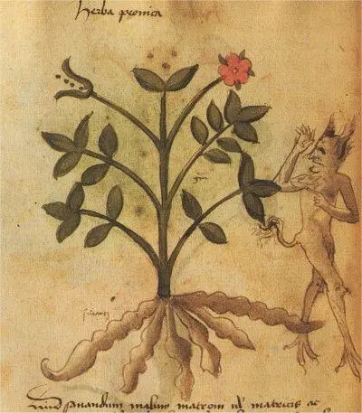 Лекарственное растение Миниатюра изLiber herbarius ипаситrationibus - фото 49