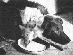 В лаборатории Владимира Демихова было создано более двадцати двухголовых собак - фото 12