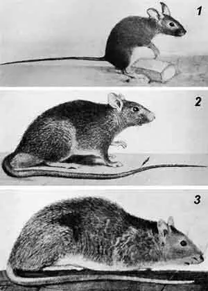 115 Три вида домашних грызунов 1 Mus musculus 2 Rattus rattus 3 - фото 114