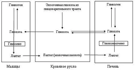 Рис 4 Связь глюконеогенеза с превращениями глюкозы в организме Известные - фото 4