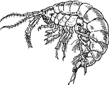 Рис 53 Гаммарус В зоомагазинах можно приобрести сушеных гаммарусов Gammarus - фото 60