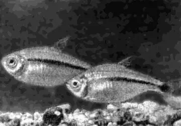 Рис 74 Хемиграммус Шольца Хемиграммус маргинатус Hemigrammus marginatus - фото 87