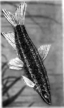 Рис 80 Аностомус обыкновенный Аностомус обыкновенный Anostomus anostomus - фото 93