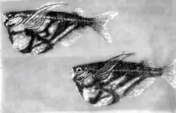 Рис 81 Карнегиелла Карнегиелла Carnegiella stirgata Gunther Карнегиеллы - фото 94