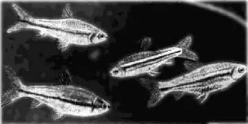 Рис 82 Наннэтиопс Наннэтиопс Nannaethiops unitaeniatus Gunther - фото 95