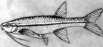 Рис 88 Эзомус Эзомус Esomus lineatus Е Ahl Эзомусы распространены в - фото 101