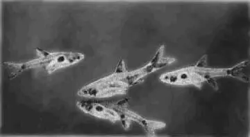 Рис 89 Расбора пятнистая Расбора пятнистая Rasbora maculata Duncker Рыбы - фото 102