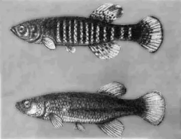 Рис 94 Фундулус гетероклитус Фундулус гетероклитус Fundulus heteroclitus - фото 113