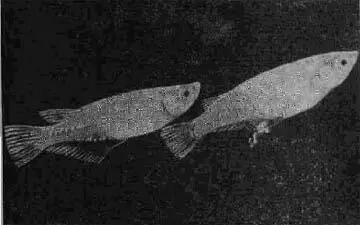 Рис 95 Оризиас Оризиас Oryzias latipes Schlegel Эти рыбы распространены - фото 114