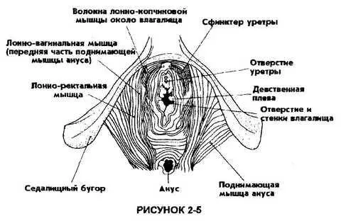 Вы можете проверить тонус этой мышцы пытаясь прервать поток мочи при - фото 12