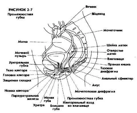 К ПРОМЕЖНОСТЬ Область промежности включает в себя анальное отверстие и - фото 14