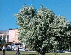 Комсомольск зеленый город Несмотря на развитую промышленность Комсомольск - фото 118