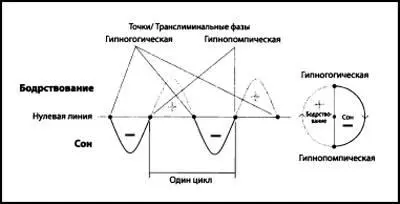 Рисунок 1 Цикл бодрствованиясна Как и всякий цикл и движущаяся - фото 2