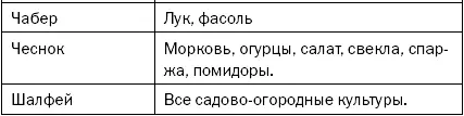 Сидераты Их не случайно называют зеленым удобрением Это виды которые - фото 15
