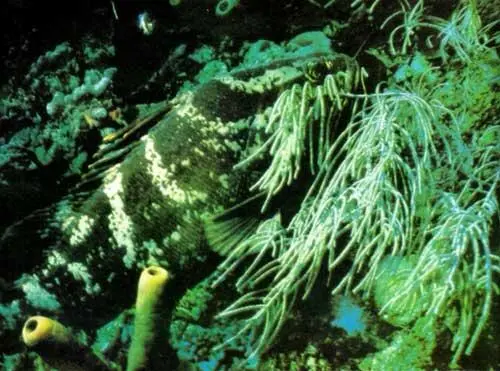 Под водой любовное неистовство достигло высшего накала Некоторые рыбы - фото 105