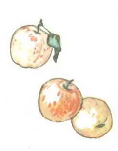 И подарит яблонька Людям за труды Крупные румяные Сладкие плоды - фото 17