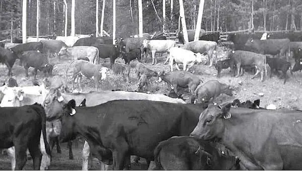 Пояснение мифана Западе все продукты питания полезные экологически чистые и - фото 29