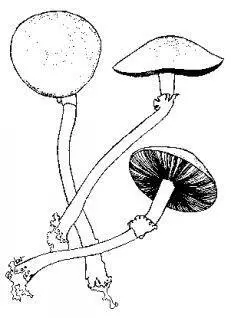 Илл 1 Stropharia cubensis называемая также Psilocybe cubensis - фото 3