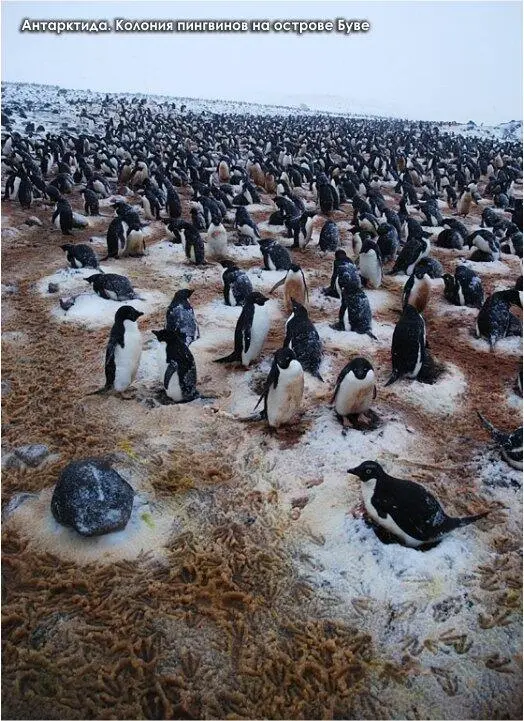 ПРОБЛЕМЫ ДОГОВОРА ОБ АНТАРКТИКЕ Формально и Протокол и Договор об Антарктике - фото 13
