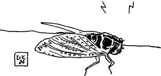 Японские цикады поражают своими размерами Они с маленький кулачок Их - фото 23