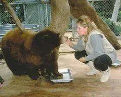 Медвежонок Синнамон Корица была найдена умирающей в обнимку с деревом на - фото 49