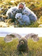 Саттон и Пармели провели в Арктике годы изучая жизнь белых сов И тем не менее - фото 51
