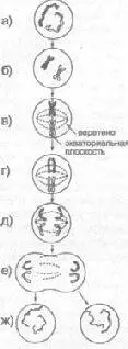 Рис 74 Митотическое митоз деление клетки условно показано только ядро и - фото 153