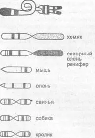 Левая ее часть украшенная двумя полосками узкой и широкой почти точно - фото 160