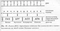 Из сказанного следовало что имелись все основания найти изображения кодонов и - фото 172