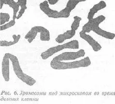 Биолог мог бы предъявить мне еще одно опровержение хромосомы на барабане - фото 83