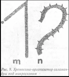 Древние египтяне как и мексиканцы почитали Солнце и птицу священного сокола - фото 86
