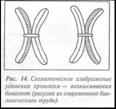 Еще раз и не последний я натолкнулся на хромосомное знакомясь с культурным - фото 90