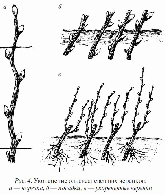 Черенки в саду можно высаживать как осенью так и рано весной Для высадки - фото 4