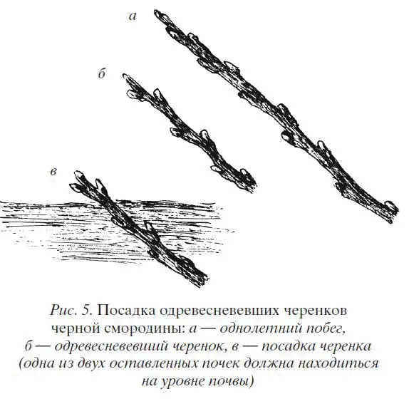 У укореняющихся черенков корни сначала очень слабые поэтому поливы должны быть - фото 5