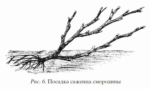 Когда корни будут засыпаны почвой но ямы окончательно еще не заполнены нужно - фото 6