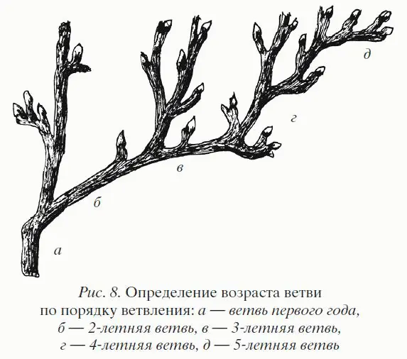 При вырезке ветвей нужно учитывать не только их возраст но и состояние Если - фото 8