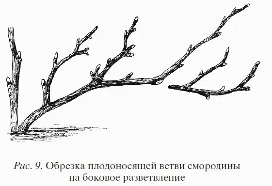 Обрезка черной смородины довольно трудоемкая операция и для ее проведения - фото 9