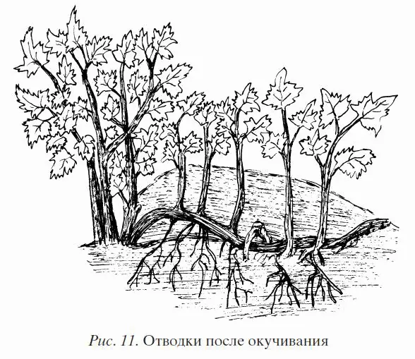 Осенью укорененные побеги отделяют от маточного куста при этом хорошо - фото 11