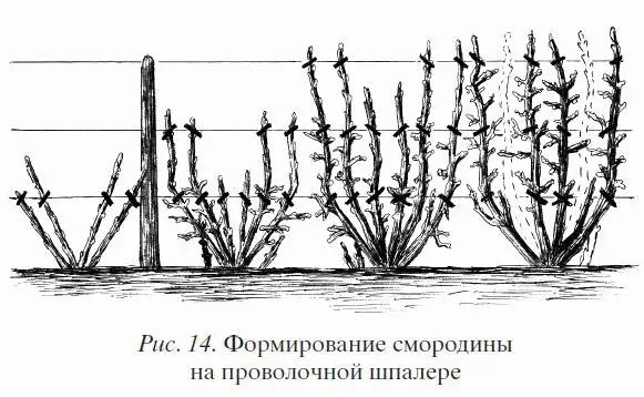 Иногда красную смородину формируют в штамбовой форме рис 15 и тогда она - фото 14