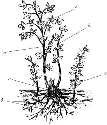 Рис 2 Основные части малины в период роста и плодоношения Подземная часть а - фото 2